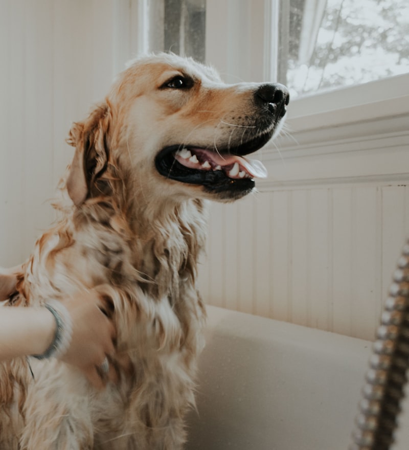 A smiling golden retriever being gently bathed in a bright grooming salon