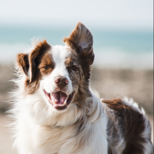 Pack of natural dog dental treats