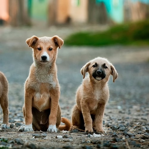 A set of colorful pet bandanas